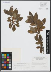 Foto von Salix appendiculata Vill.